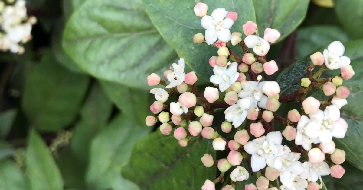 朗らかに、清く正しく美しく
